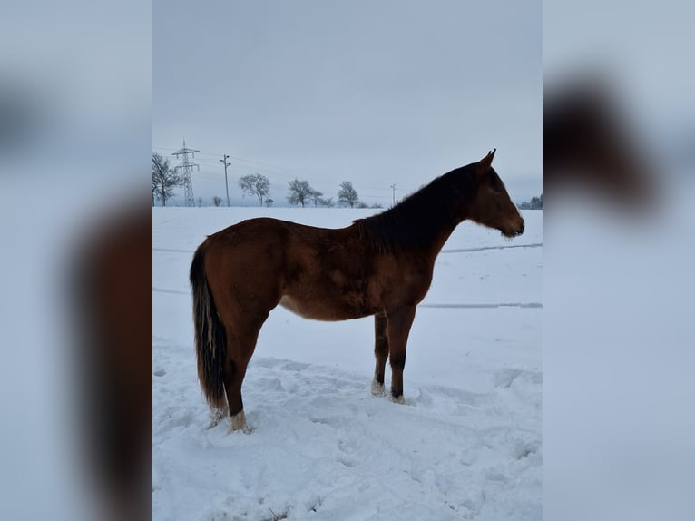 American Quarter Horse Giumenta 2 Anni 155 cm Baio in Eberbach