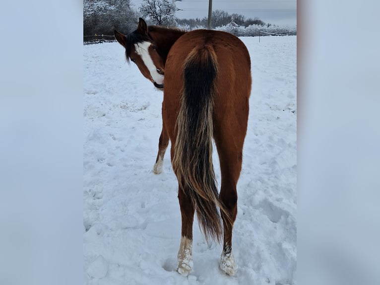 American Quarter Horse Giumenta 2 Anni 155 cm Baio in Eberbach