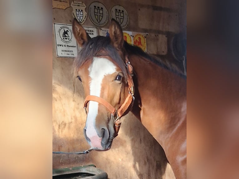 American Quarter Horse Giumenta 2 Anni 155 cm Baio in Eberbach