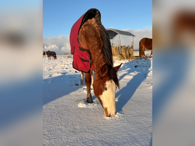 American Quarter Horse Giumenta 2 Anni 155 cm Baio roano in Rostock