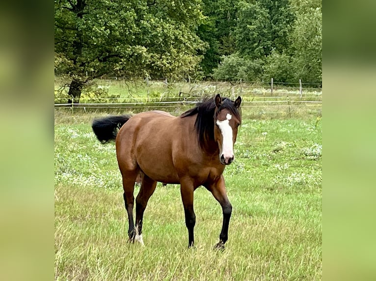 American Quarter Horse Giumenta 2 Anni 155 cm in Stahnsdorf