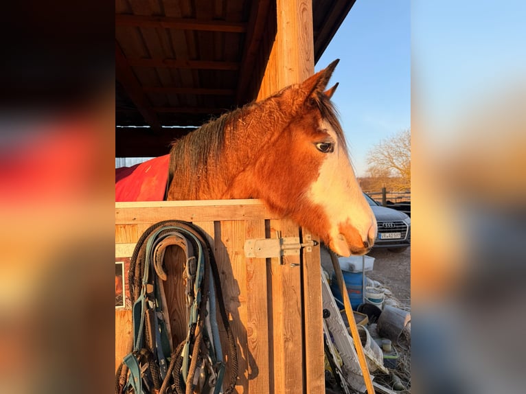 American Quarter Horse Giumenta 2 Anni 155 cm Roano rosso in Rostock
