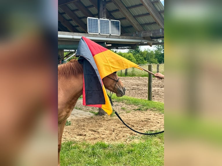 American Quarter Horse Giumenta 2 Anni 155 cm Sauro in Haltern am See