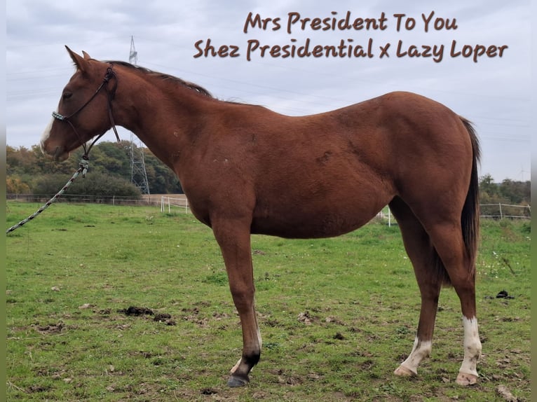American Quarter Horse Giumenta 2 Anni 156 cm Baio in Echternacherbrück