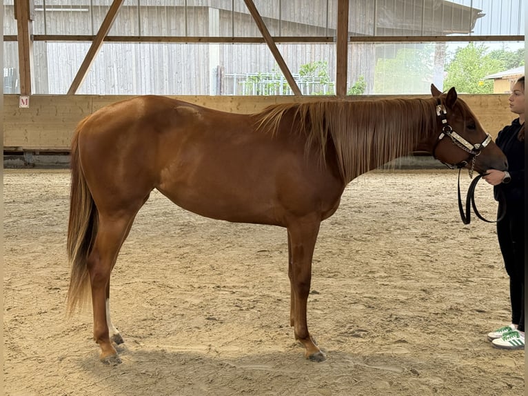 American Quarter Horse Giumenta 2 Anni 156 cm Sauro in WinterbachWinterbach