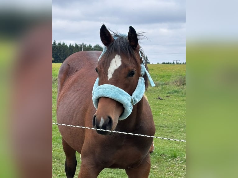 American Quarter Horse Giumenta 2 Anni 158 cm Baio in Altenstadt an der Waldnaab
