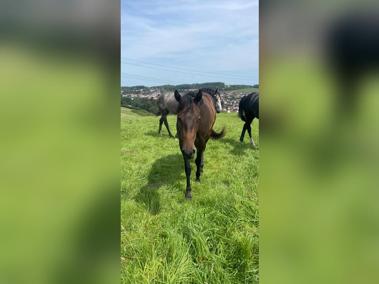 American Quarter Horse Giumenta 2 Anni 158 cm Baio scuro in Illingen