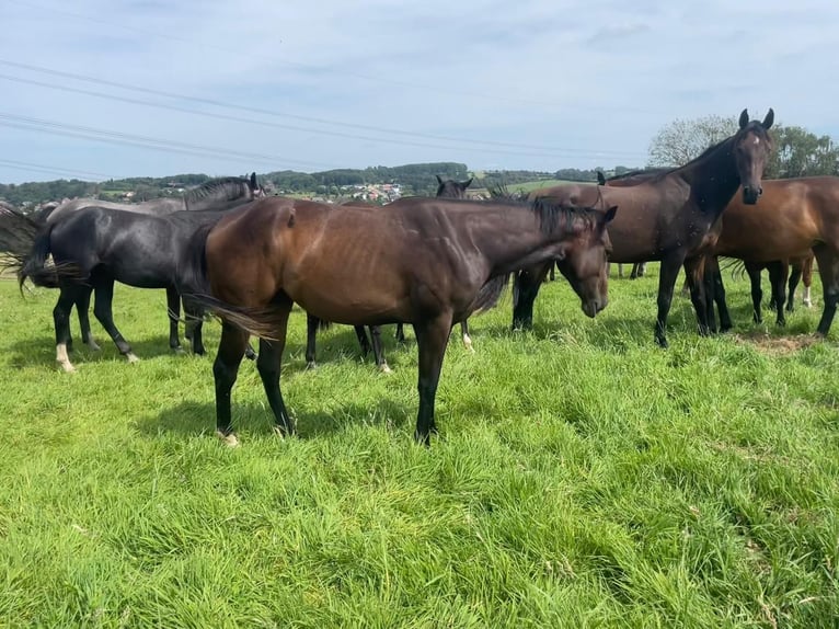 American Quarter Horse Giumenta 2 Anni 158 cm Baio scuro in Illingen