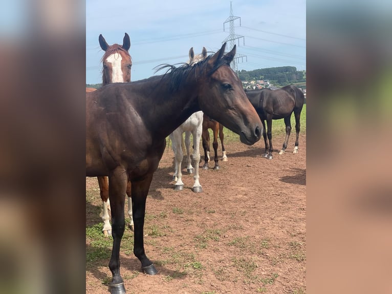 American Quarter Horse Giumenta 2 Anni 158 cm Baio scuro in Illingen