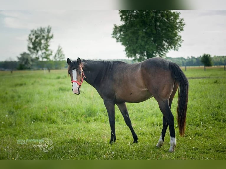 American Quarter Horse Giumenta 2 Anni 159 cm Baio in Większyce