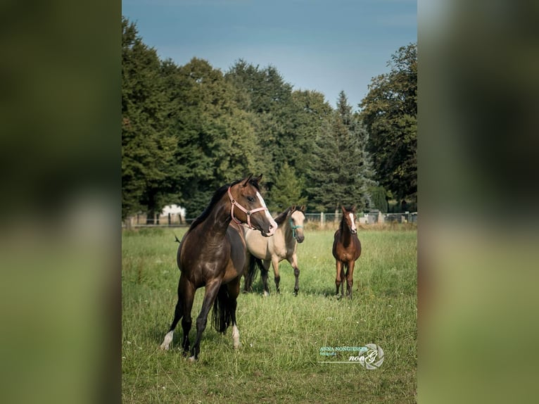 American Quarter Horse Giumenta 2 Anni 159 cm Baio in Większyce