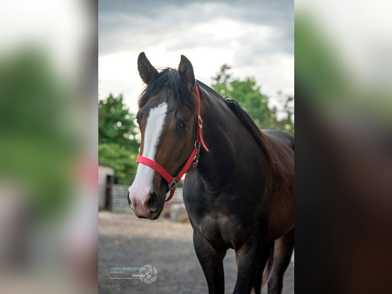 American Quarter Horse Giumenta 2 Anni 159 cm Baio in Większyce