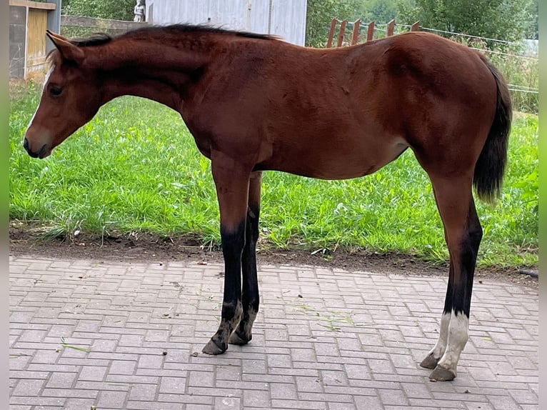 American Quarter Horse Giumenta 2 Anni 160 cm Baio in Adenbüttel
