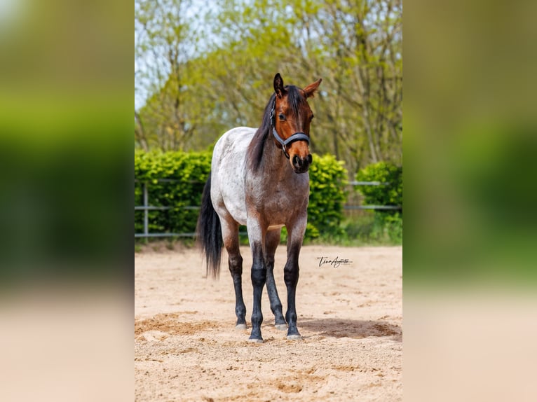 American Quarter Horse Giumenta 2 Anni 160 cm Baio roano in Stahnsdorf