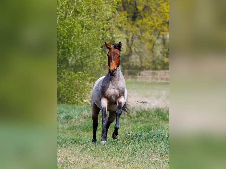 American Quarter Horse Giumenta 2 Anni 160 cm Baio roano in Stahnsdorf