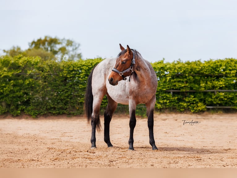 American Quarter Horse Giumenta 2 Anni 160 cm Baio roano in Stahnsdorf