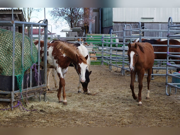 American Quarter Horse Giumenta 2 Anni 160 cm Sauro in Langenau