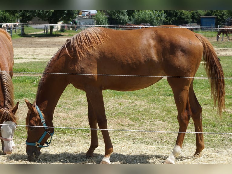 American Quarter Horse Giumenta 2 Anni 160 cm Sauro in Langenau