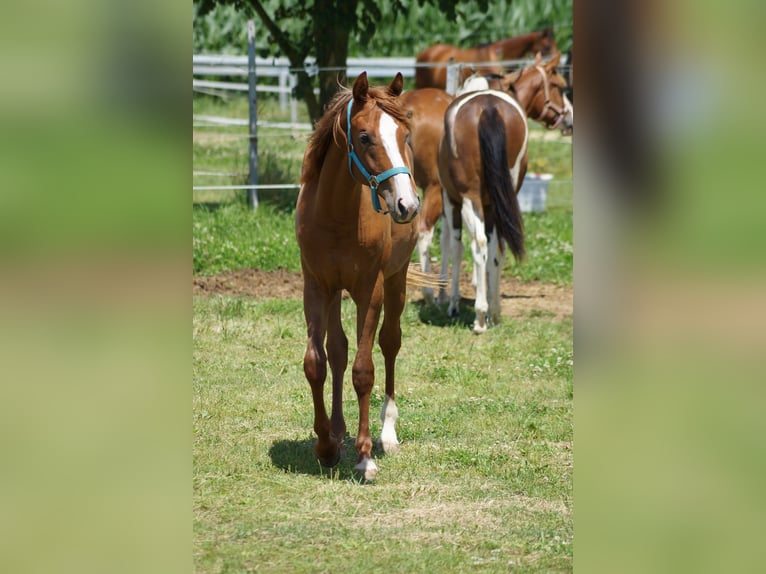 American Quarter Horse Giumenta 2 Anni 160 cm Sauro in Langenau