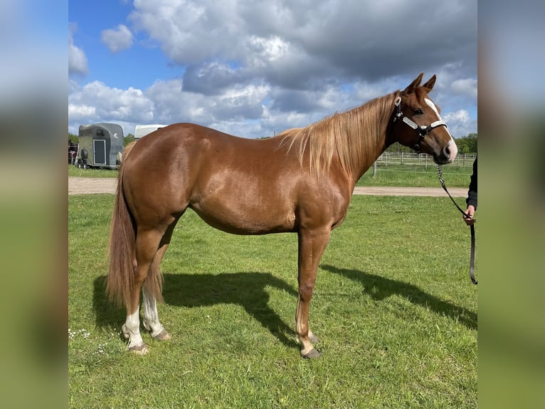 American Quarter Horse Giumenta 2 Anni 160 cm Sauro in Habighorst