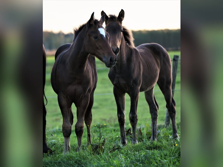 American Quarter Horse Giumenta 2 Anni Baio in Biberach an der Riß