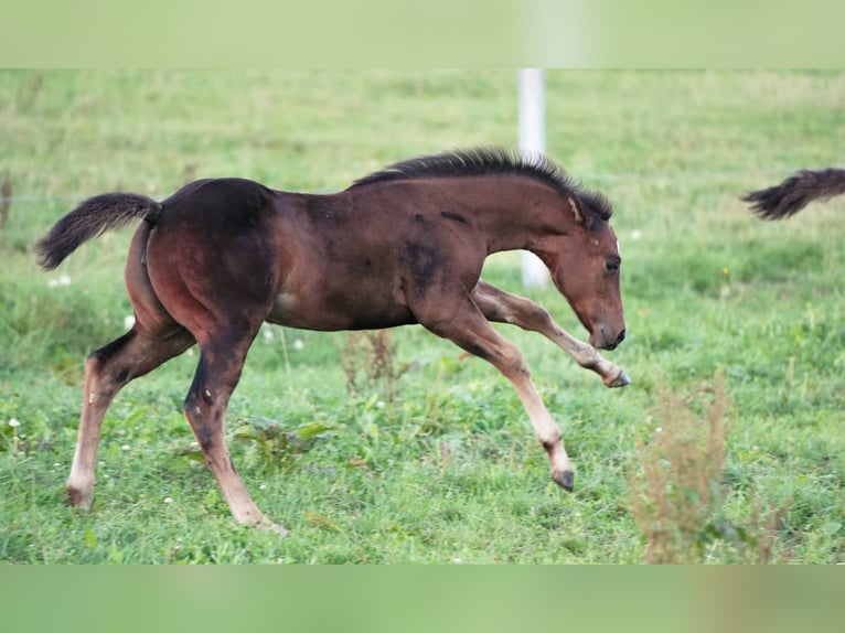 American Quarter Horse Giumenta 2 Anni Baio in Biberach an der Riß