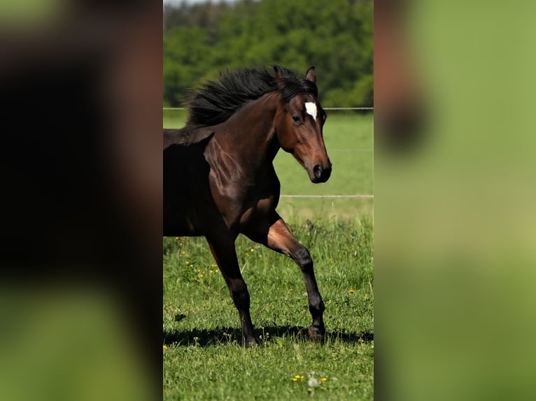 American Quarter Horse Giumenta 2 Anni Baio in Biberach an der Riß