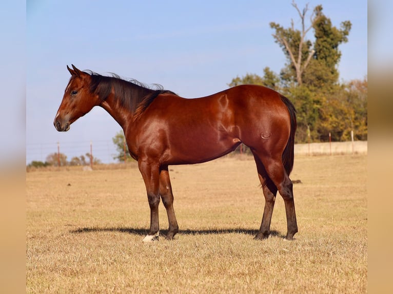 American Quarter Horse Giumenta 2 Anni Baio ciliegia in Grand Saline