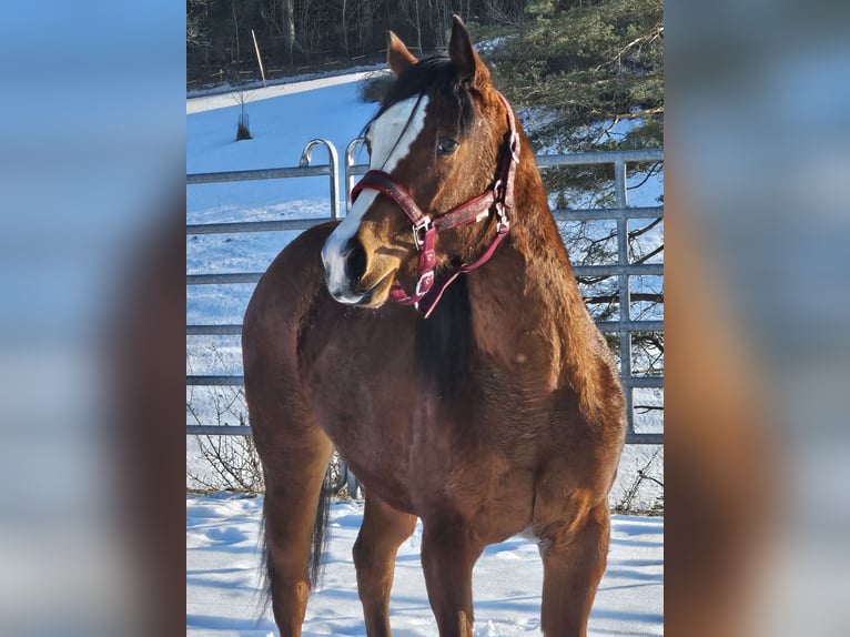 American Quarter Horse Giumenta 2 Anni Baio in Ottnang am Hausruck