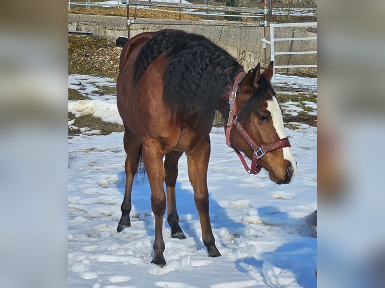 American Quarter Horse Giumenta 2 Anni Baio in Ottnang am Hausruck