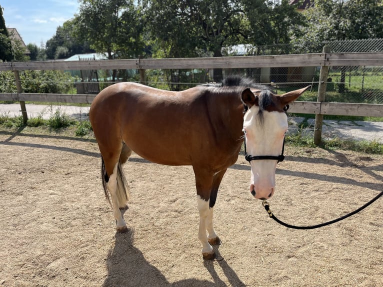 American Quarter Horse Giumenta 2 Anni Baio in Freystadt