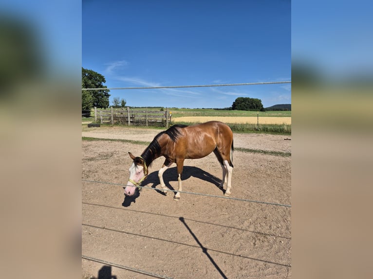 American Quarter Horse Giumenta 2 Anni Baio in Freystadt