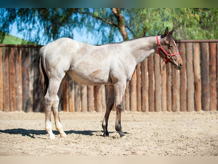 American Quarter Horse Giumenta 2 Anni Baio roano in Murrieta, CA