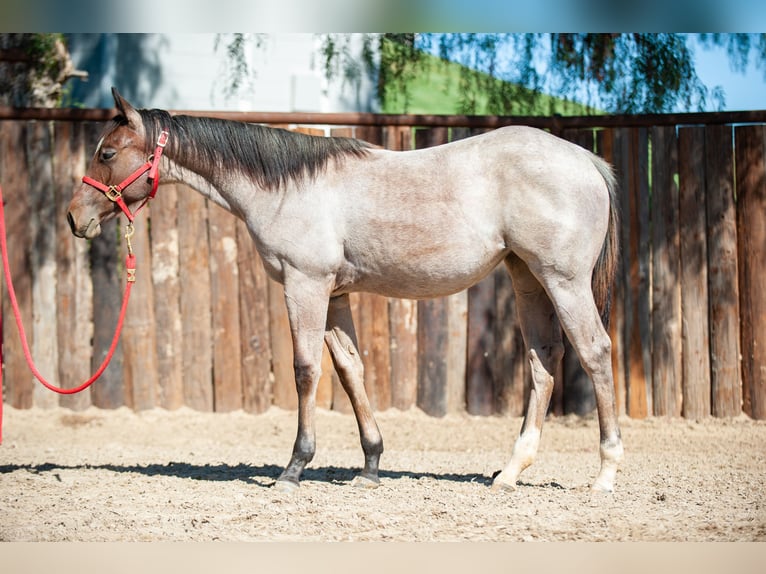 American Quarter Horse Giumenta 2 Anni Baio roano in Murrieta, CA