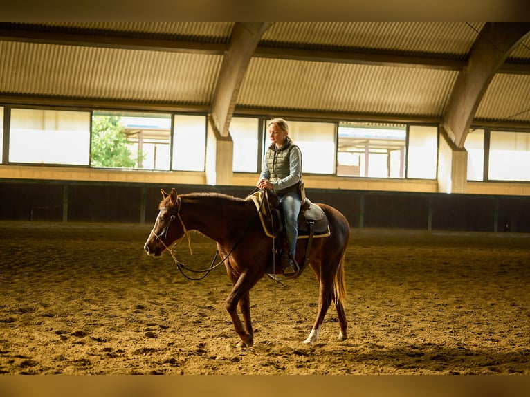American Quarter Horse Giumenta 2 Anni Baio scuro in München