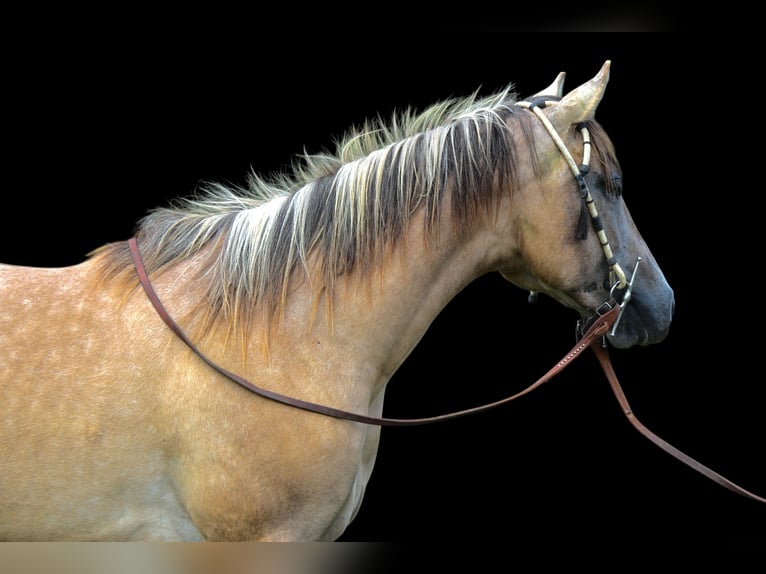 American Quarter Horse Giumenta 2 Anni Falbo in Fort Collins American Quarter Horse Giumenta 2 Anni Falbo in Fort Collins