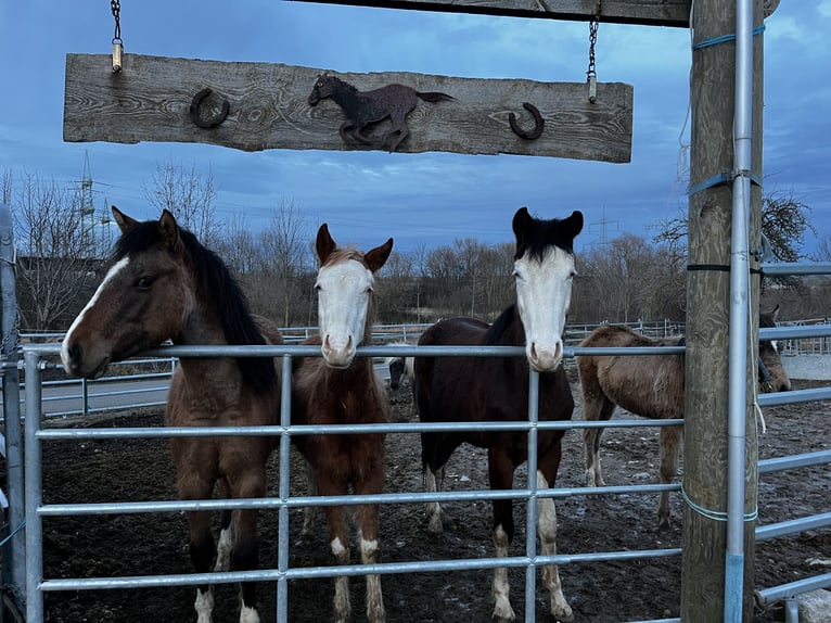 American Quarter Horse Giumenta 2 Anni Grullo in Kleinschwabhausen