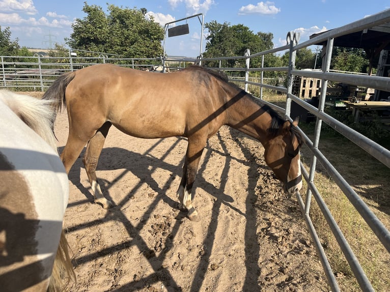 American Quarter Horse Giumenta 2 Anni Grullo in Kleinschwabhausen