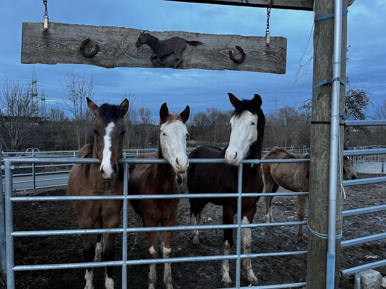 American Quarter Horse Giumenta 2 Anni Grullo in Kleinschwabhausen