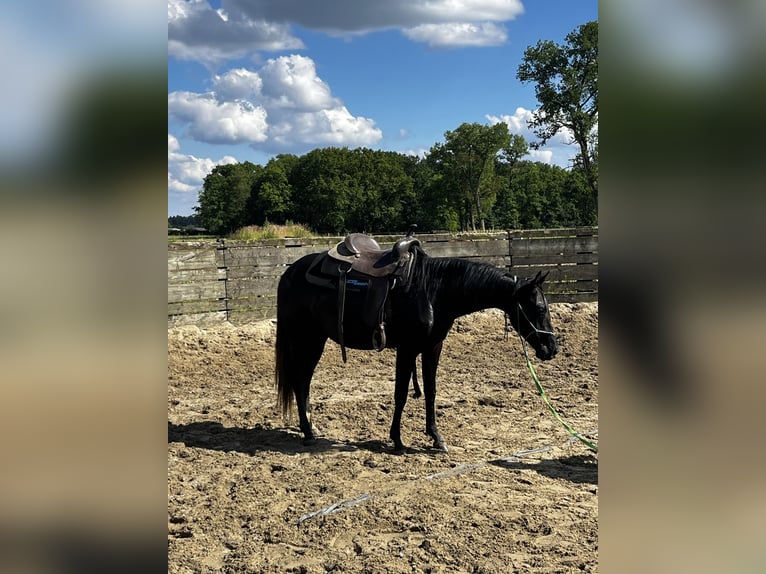 American Quarter Horse Giumenta 2 Anni Morello in Ravels