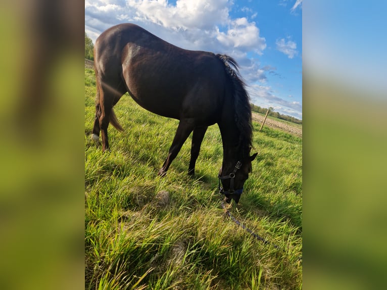 American Quarter Horse Giumenta 2 Anni Morello in Ravels