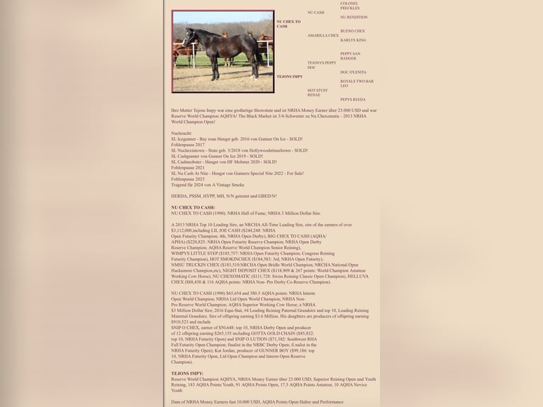 American Quarter Horse Giumenta 2 Anni Morello in Deggenhausertal