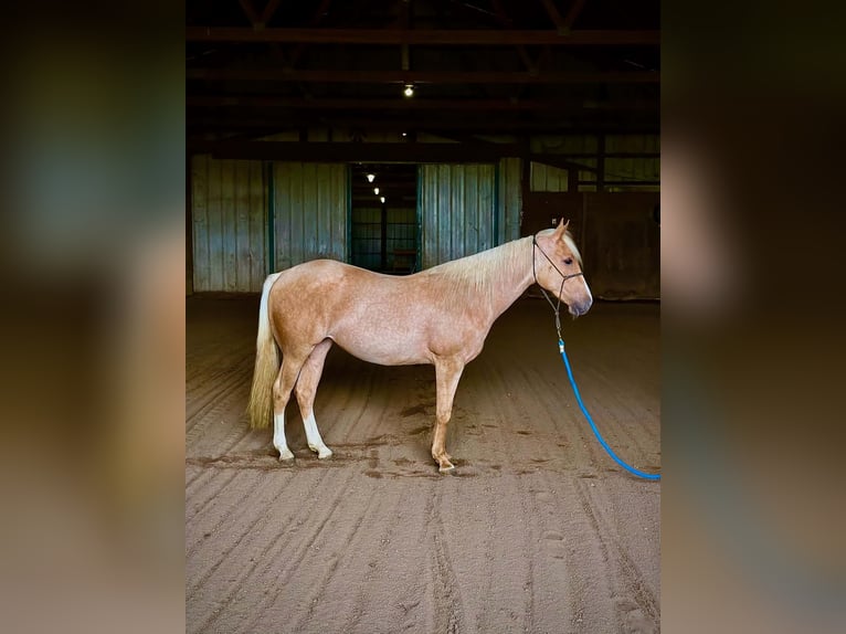 American Quarter Horse Giumenta 2 Anni Palomino in West Mansfield