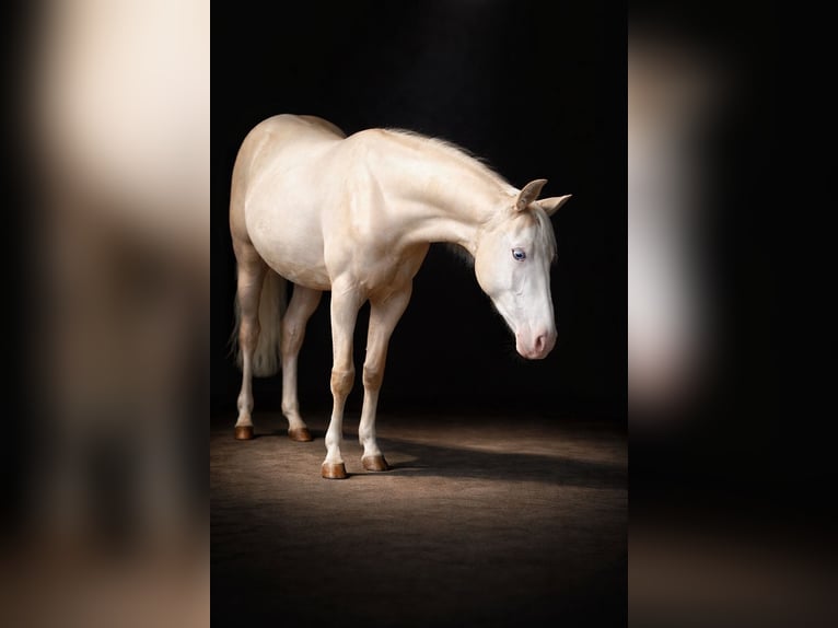 American Quarter Horse Giumenta 2 Anni Palomino in Gowarczow