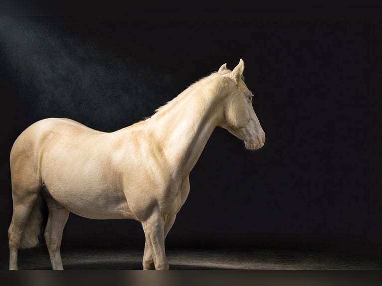 American Quarter Horse Giumenta 2 Anni Palomino in Gowarczow