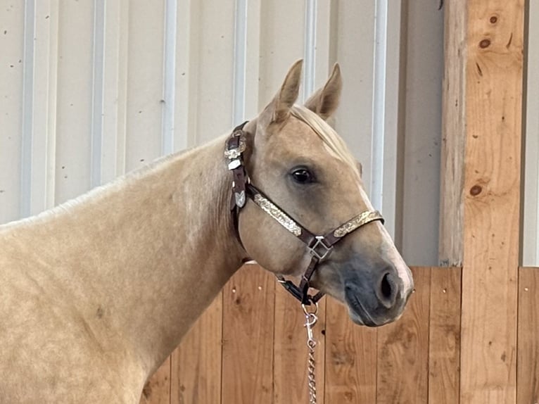 American Quarter Horse Giumenta 2 Anni Palomino in Lahn