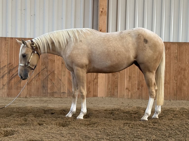 American Quarter Horse Giumenta 2 Anni Palomino in Lahn