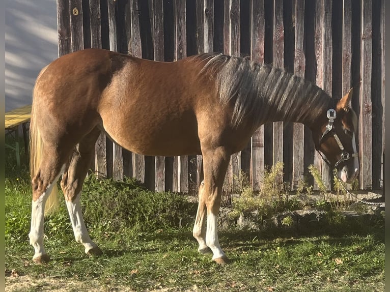 American Quarter Horse Giumenta 2 Anni Palomino in Parkstein