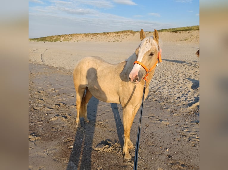 American Quarter Horse Giumenta 2 Anni Palomino in Vogelwaarde