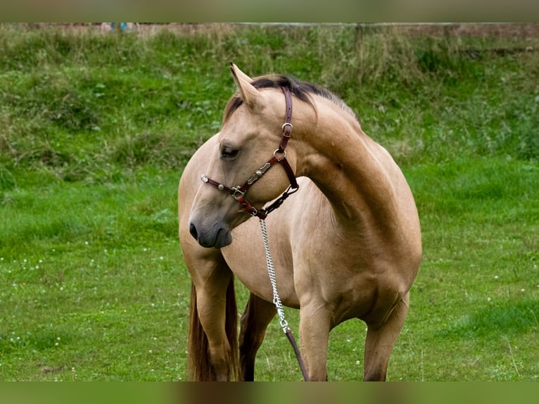 American Quarter Horse Giumenta 2 Anni Pelle di daino in Erbach